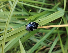Tritomegas sexmaculatus