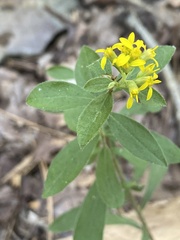 Solidago petiolaris