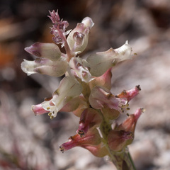 Lachenalia lactosa