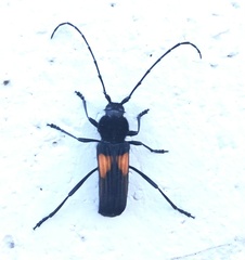 Tragidion coquus