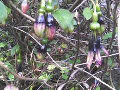 Skinnera