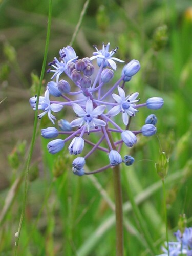 Scilla litardierei (Scilla litardierei)