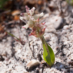Lachenalia lactosa