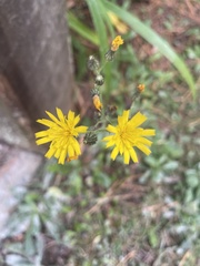 Pilosella piloselloides