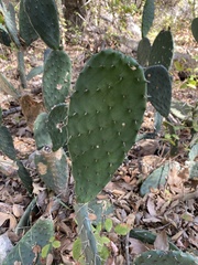 Opuntia lindheimeri