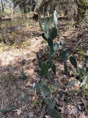 Opuntia lindheimeri