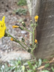 Pilosella piloselloides