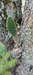 Opuntia leucotricha