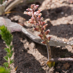 Lachenalia lactosa