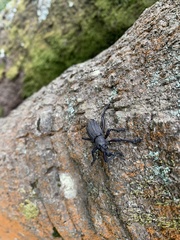 Aegorhinus suturalis