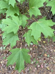 Acer floridanum