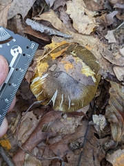 Tricholoma sejunctum