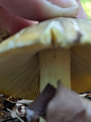Tricholoma sejunctum