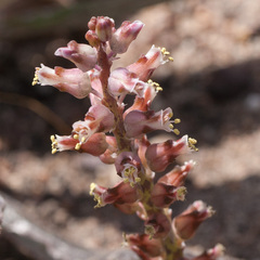 Lachenalia lactosa