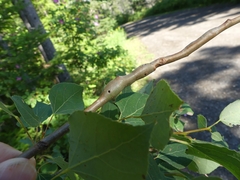 Euhexomyza schineri