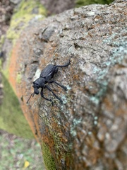 Aegorhinus suturalis