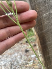 Pilosella piloselloides