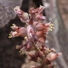 Lachenalia lactosa