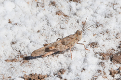 Trimerotropis salina