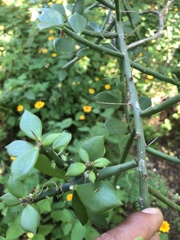 Pereskiopsis kellermanii