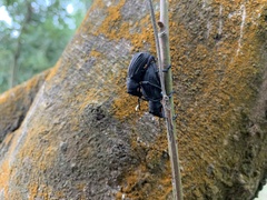 Aegorhinus suturalis