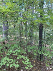 Acer floridanum