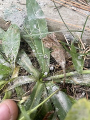 Pilosella piloselloides