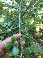 Pereskiopsis kellermanii