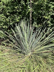 Yucca louisianensis