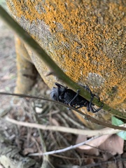 Aegorhinus suturalis