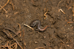 Pseudoeurycea leprosa