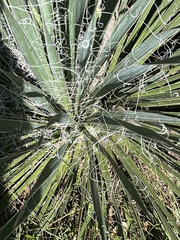 Yucca louisianensis