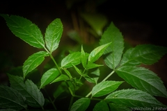 Sambucus australasica