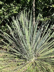 Yucca louisianensis