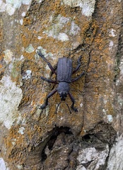 Aegorhinus suturalis