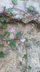 Cymbalaria muralis