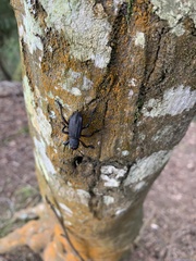 Aegorhinus suturalis