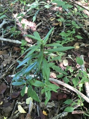 Pereskiopsis kellermanii
