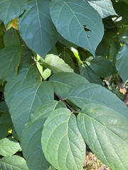 Styracaceae