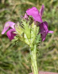 Pedicularis pyrenaica
