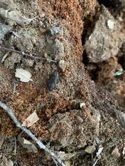 Pycnosiphorus lessonii mandibularis