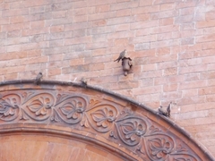 Ptyonoprogne rupestris