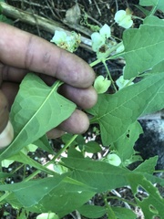 Antigonon flavescens