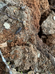 Pycnosiphorus lessonii mandibularis