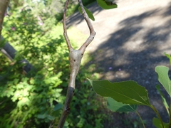 Euhexomyza schineri