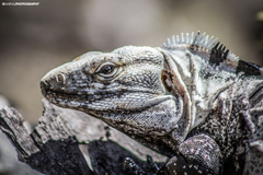 Ctenosaura hemilopha