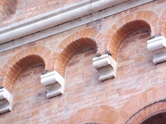 Ptyonoprogne rupestris