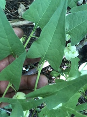 Antigonon flavescens