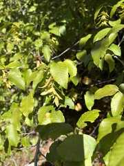Carpinus