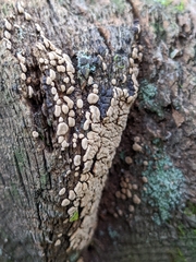 Xylobolus frustulatus